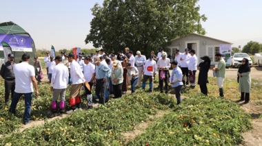 برگزاری تور آموزشی، ترویجی و پژوهشی مقایسه ارقام سبزی و صیفی در مرکز آموزش عالی امام خمینی(ره)