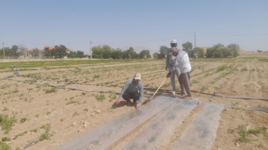 اجرای پروژه امکان‌سنجی فنی کاربرد خاک‌پوش پلاستیکی و آبیاری قطره‌ای زیرسطحی بر عملکرد و بهره‌وری آب لوبیا چیتی