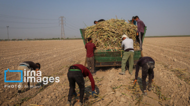 پسماندهای نیشکر خوزستان؛ راهکاری برای کاهش هزینه خوراک دام