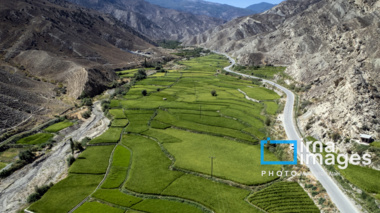 تداوم کشت برنج، پایداری خاک و آب خوزستان را به مخاطره انداخته است