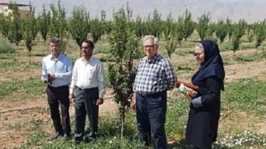 بازدید کارشناسی تیم تخصصی مرکز تحقیقات کشاورزی استان کرمان از باغات منطقه هفت باغ