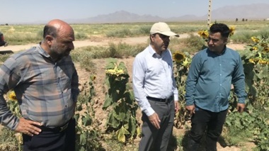 بازدید میدانی محقق مرکز شاهرود از مزارع خربزه منطقه بیارجمند در قالب طرح محققین معین