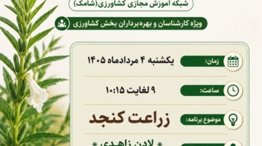 پخش برنامه «استودیو کشاورز» با موضوع زراعت کنجد در شبکه آموزش مجازی کشاورزی (شامک)