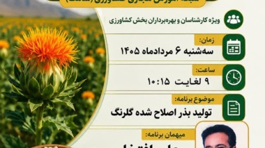 تولید بذر اصلاح شده گلرنگ؛ شاه‌کلید پایداری تولید در اراضی دیم و مقابله با تنش‌های محیطی