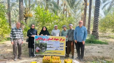 بازدید محقق مرکز تحقیقات بوشهراز باغ الگویی نخیلات در دالکی