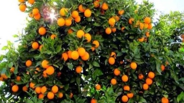 مدیریت تنش گرما در نخیلات و مرکبات