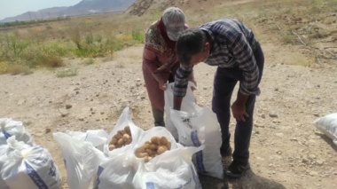 برگزاری دوره آموزشی مدیریت مزرعه سیب‌زمینی با همکاری جهاد کشاورزی شهرستان شاهرود