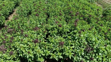 مزرعه پرورش و تکثیر گونه ای ریحان سبز بومی ایران