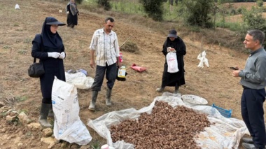 مگس بنه زعفران؛ تهدیدی نوظهور که محققان گلستان در حال پایش آن هستند