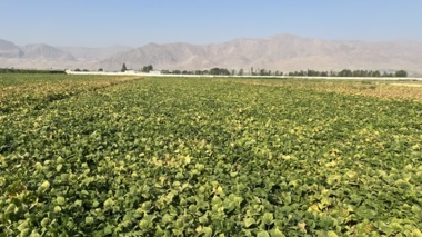 لرستان، کانون تبادل دانش کشاورزی؛ برگزاری رویداد ملی انتقال یافته‌های نوین تحقیقاتی در بروجرد و ازنا