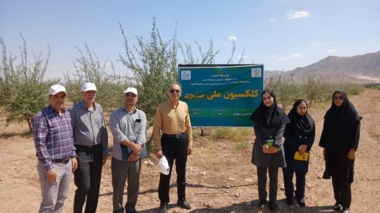 بازدید مسئولان مؤسسه ملی ژنتیک از کلکسیون‌های سنجد و انگور مرکز سمنان (شاهرود)