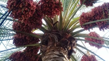 برگزاری گفتگوی اختصاصی با کارشناس گیاه پزشکی به مناسبت روز ملی خرما