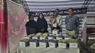 نمایش ۳۳ رقم در جشنواره انگور آذربایجان غربی