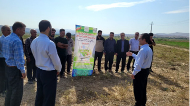 بسیج محققان در دشت مغان برای توسعه کشت کلزا/ کاروان ترویجی پاییزه در اصلاندوز به راه افتاد