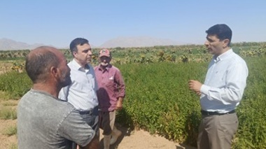 بررسی مزارع کنجد بیارجمند با تأکید بر توسعه سامانه‌های آبیاری قطره‌ای در قالب طرح «محققین معین»