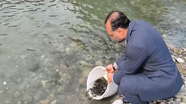 ۷۷۳۶ قطعه بچه‌ماهی آزاد در رودخانه چشمه‌کیله تنکابن رهاسازی شد