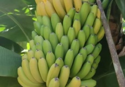 پژوهش ۶