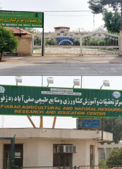 زنبورعسل