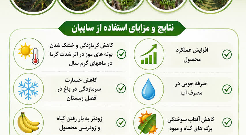ارائه راهکارهای فنی برای افزایش بهره‌وری تولید موز در مناطق گرمسیری