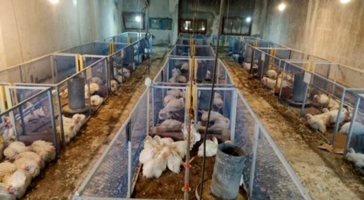 برگ درخت خرما بستر جوجه‌های گوشتی؛ دستاورد نوین مرکز تحقیقات کشاورزی بوشهر در صنعت پرورش طیور