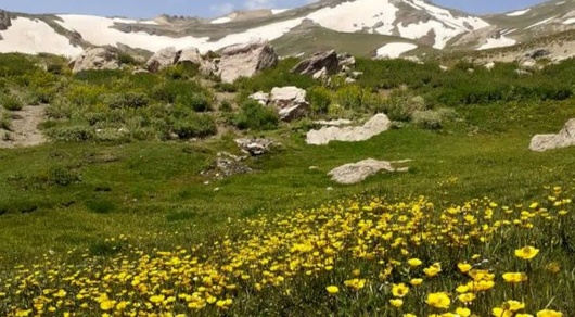 «دالامپر» بانک زنده تنوع ژنتیکی گیاهان ایران