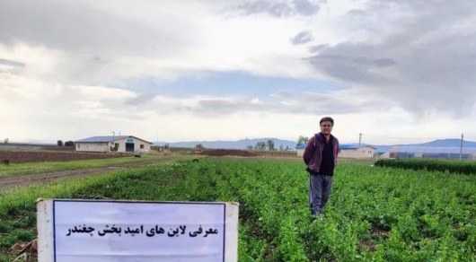 تداوم جهاد علمی پژوهشگران تات؛ عملیات داشت لاین‌های امیدبخش چغندر علوفه‌ای در قزوین در حال اجرا