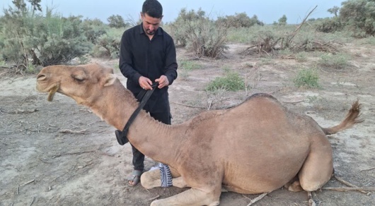برای نخستین بار در خوزستان؛ رهیابی شتر با «ساربانیار» در شوش اجرا شد
