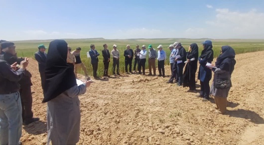 رونمایی از ارقام برتر غلات و حبوبات در شیروان؛ نسخه تات برای جهش تولید در دیمزارهای خراسان شمالی