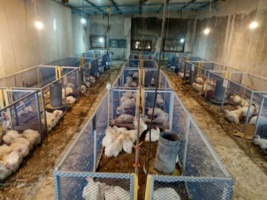 برگ درخت خرما بستر جوجه‌های گوشتی؛ دستاورد نوین مرکز تحقیقات کشاورزی بوشهر در صنعت پرورش طیور