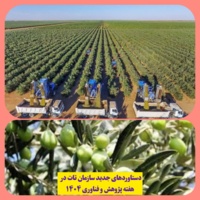 سازمان تات ، معدن‌سازی در باغات زیتون را کلید زد/ درآمد هر هکتار ۷۸ میلیون تومان افزایش یافت