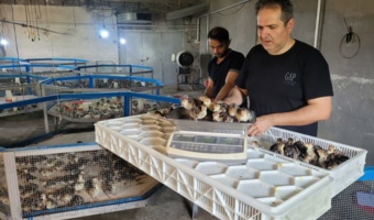 جهش ژنتیکی در مسیر تولید بوقلمون؛ استقرار بیش از ۲ هزار جوجه پرتولید برای نوسازی گله‌های مادر