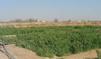 اثرات اقتصادی کشت کینوا در مزرعه تحقیقات شوری صدوق