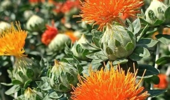رقم جدید گلرنگ « چابک» محدودیت کشت دوم را برطرف کرد ؛گلرنگ زودرس ،راهکاری برای افزایش بهره‌وری زمین و آب