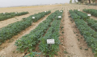 داراب ۱ ؛ رقم برتر کنجد برای شرایط کم‌آبی شناسایی شد/ دستاورد پژوهشی خوزستان در مسیر ارتقای بهره‌وری آب و پایداری تولید