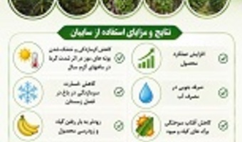 ارائه راهکارهای فنی برای افزایش بهره‌وری تولید موز در مناطق گرمسیری