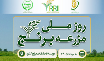 هشتم مرداد ۱۴۰۵، برگزاری روز ملی برنج در استان گیلان