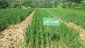 پایش عملی ۳۰ رقم جدید گندم، جو و علوفه / گام عملی تات برای ارتقای بهرهوری دیمزارها