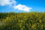 شناسایی ارقام سازگار کلزا برای کشت دوم در شالیزارهای گیلان