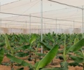 دستاورد پژوهشکده خرما و میوههای گرمسیری تات؛ تولید موفق نهالهای کشت بافتی موز رقم جیناین در گلخانه