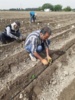 گامی بنیادین در خودکفایی بذر هیبرید فلفل؛ تولید و ارزیابی ژنتیکی لاینهای خالص توسط محقق تات