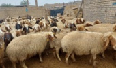 انتخاب ژنتیکی به جای آمیختهگری بیبرنامه؛ راهکار کمهزینه عضو هیأت علمی تات برای بهبود بهرهوری گلههای گوسفند
