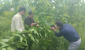 پژوهشگران سازمان تات اجرای برنامه شناسایی و مستندسازی ارقام بومی توت را آغاز کردند