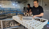 جهش ژنتیکی در مسیر تولید بوقلمون؛ استقرار بیش از ۲ هزار جوجه پرتولید برای نوسازی گله‌های مادر
