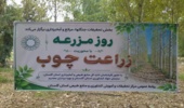 مرکز تحقیقات گلستان مسیر توسعه زراعت چوب را هموار کرد؛ پیشنهاد تشکیل کارگروه مشترک برای مکان‌یابی و سرمایه‌گذاری