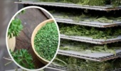 پژوهش محققان تات، نقشه استقرار صنایع فرآوری گیاهان دارویی در گلستان را ترسیم کرد