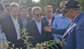 بازدید میدانی دکتر غلامرضا گل‌محمدی، معاون وزیر جهاد کشاورزی و رئیس سازمان تحقیقات، آموزش و ترویج کشاورزی (تات)، از ایستگاه تحقیقات باغبانی کمال‌شهر
