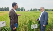 هدفگذاری برای ایجاد ۵۰۰ مزرعه الگویی؛ برنامه تات برای خودکفایی ۹۰ درصدی در تولید برنج