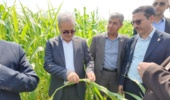 تولید تا ۲۴۰ تن علوفه با نصف آب ذرت؛ راهکار جدید تات برای امنیت خوراک دام