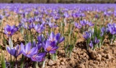 طلای سرخ بر مدار فناوری؛ طرح کلان تات ارزش افزوده زعفران ایران را متحول کرد