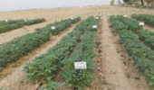 داراب ۱ ؛ رقم برتر کنجد برای شرایط کمآبی شناسایی شد/ دستاورد پژوهشی خوزستان در مسیر ارتقای بهرهوری آب و پایداری تولید